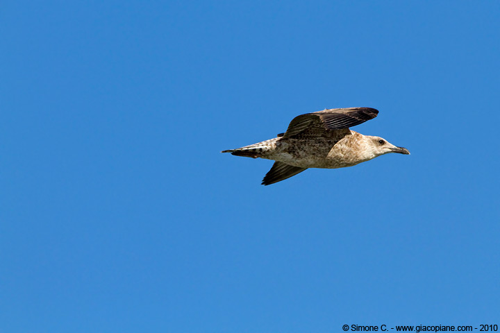  - Larus michahellis - Yellow-legged Gull - Goéland leucophée - Gaviota patiamarilla - 